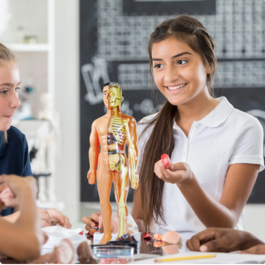 Educatief Speelgoed Interactief Anatomiemodel voor Kinderen 3D Leren over het Menselijk Lichaam 0