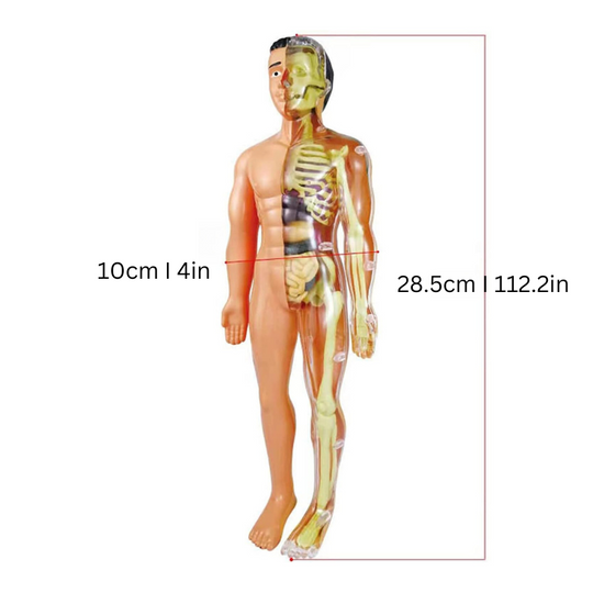 Educatief Speelgoed Interactief Anatomiemodel voor Kinderen 3D Leren over het Menselijk Lichaam 1