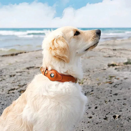 Halsband Hond Met AirTag Bevestiging Voor Buitenactiviteit En Comfort 1