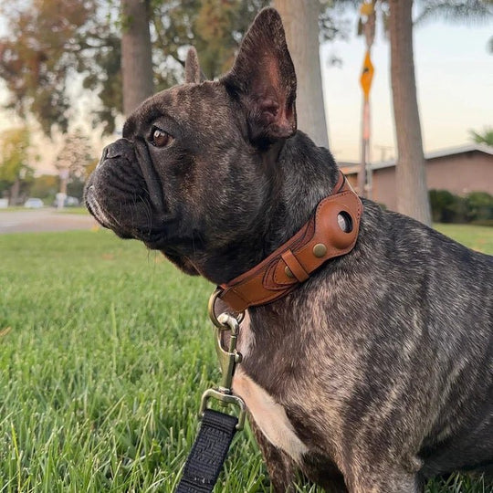Halsband Hond Met AirTag Bevestiging Voor Buitenactiviteit En Comfort 2
