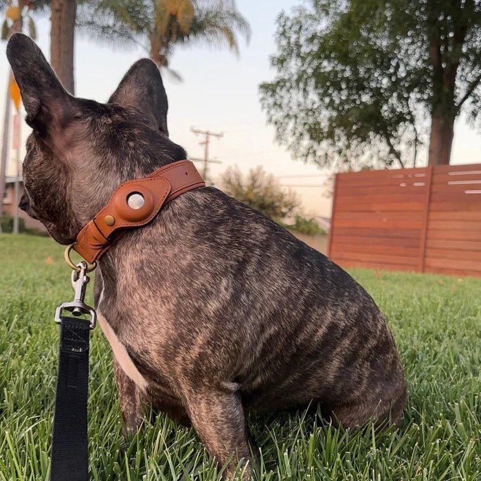 Halsband Hond Met AirTag Bevestiging Voor Buitenactiviteit En Comfort 8