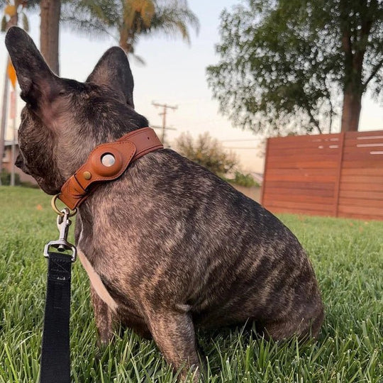 Halsband Hond Met AirTag Bevestiging Voor Buitenactiviteit En Comfort 8