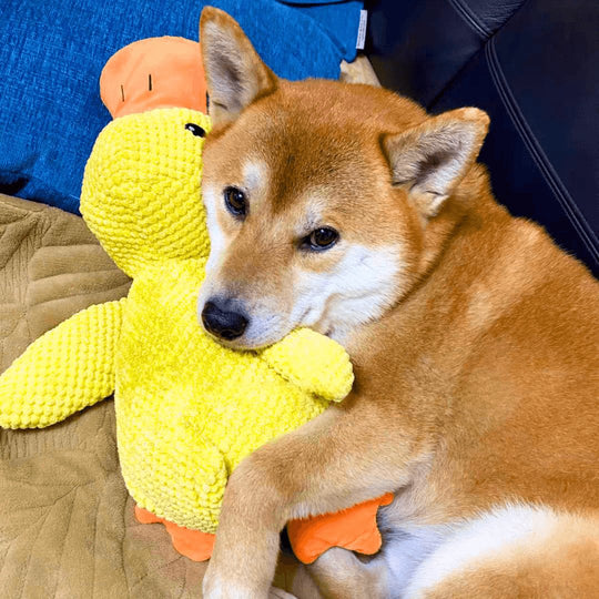 Honden Speelgoed Kalmerende Eend 4