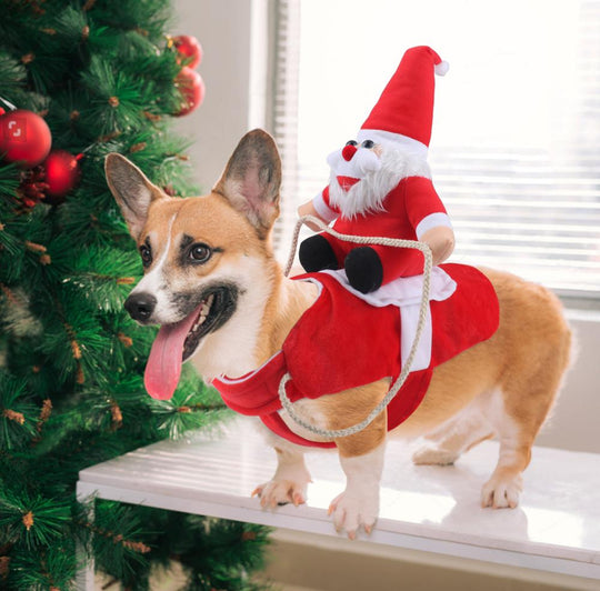 Hondenoutfit voor Kerst 4