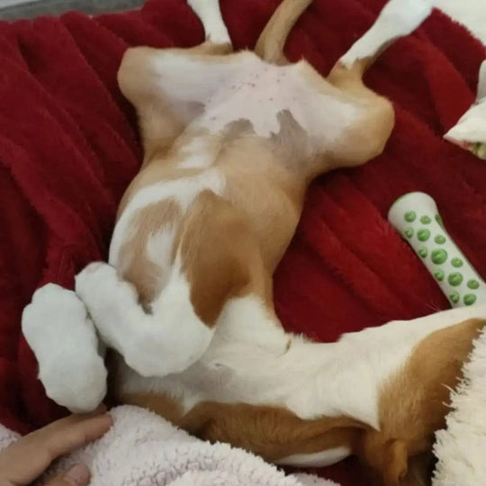 Hondenspeeltje voor Ontspanning en Comfort 4