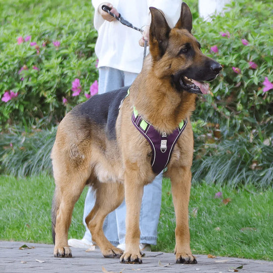 Hondentuig zonder Trekkracht voor Comfortabele Wandeling 2