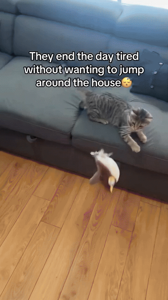 Interactief Kattenspeelgoed voor Katten met Automatische Uitschakeling en Levensecht Ontwerp 1