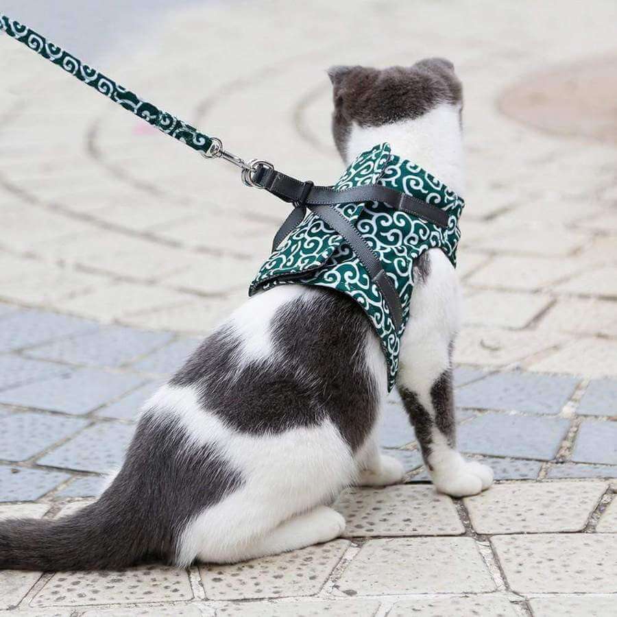 Katten Harnas voor Buitenactiviteiten 3