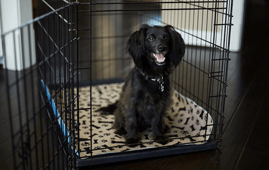 Herbruikbare honden plasmat Belleza